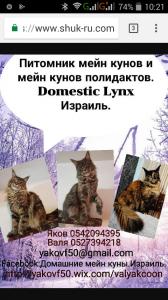 Мейн куны.Питомник Domestic Lynx.
