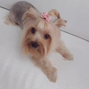 Стрижка собак и кошек Хайфа. ZooSpa_Haifa