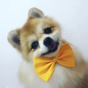 Евгения - сертифицированный груммер. Опыт работы с хвостиками 2 года 🐶