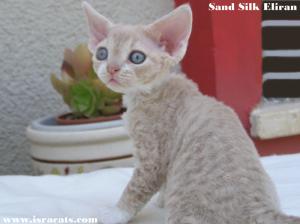 Sand Silk Cattery. Израильский питомник кошек породы Девон Рекс