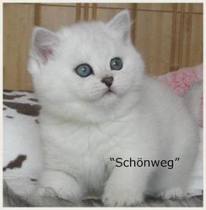 Chinchilla Cats \"Schoenweg\"