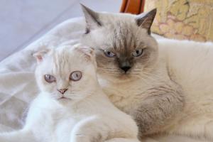 Шотландские кошки