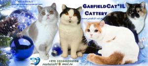 GarfieldCat*IL Cattery - питомник Британской короткошерстной кошки