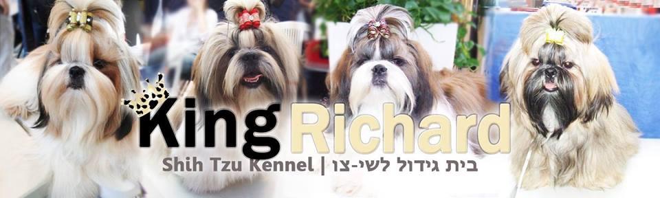 Питомник ши тцу King Richard