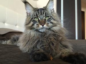 Котята мейн кун в Израиле из питомника мейн кунов