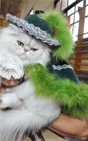 Персы шиншиллы